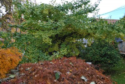 Ginkgo biloba 'Pragensis'- jinan dvoulaločný 'Pragensis'- habitus (2)